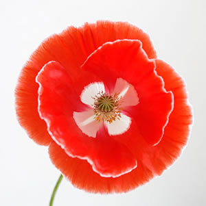 Mohnblume