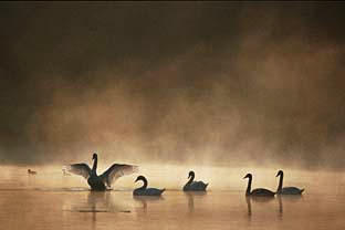 Copyright &copy; Wolfgang Elster